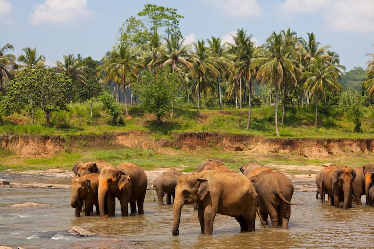 7-Day Ultimate Sri Lanka Wildlife Circuit (6)