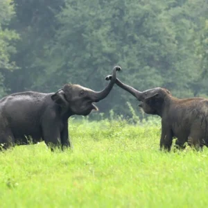6-Day The Great Elephant Trail & Safari