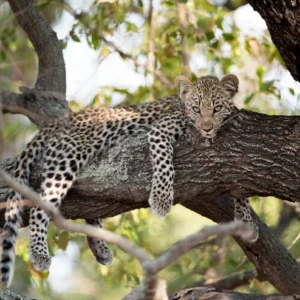 7-Day Ultimate Sri Lanka Wildlife Circuit